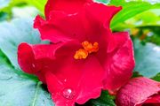 Begonia Crimson Camilla Sale
