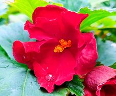 Begonia Crimson Camilla Sale