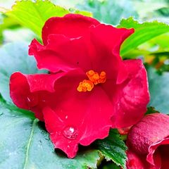 Begonia Crimson Camilla Sale
