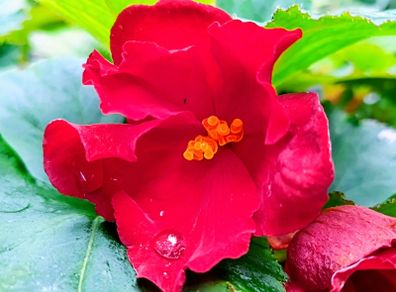 Begonia Crimson Camilla Sale