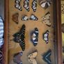 Real Butterflies in Frames - Antique French Image 3