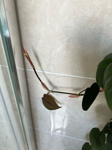 plant with plastic pot and big moss