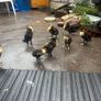 Ducklings Image 3