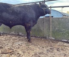 Angus Bulls