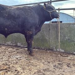 Angus Bulls