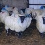Mule ewe lambs Image 8