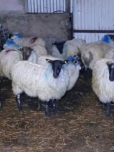 Mule ewe lambs