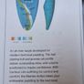 Dagger Mamba 8.1 Kayak and Accessories eur895 Image 6