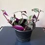 Tradescantia plant Image 3