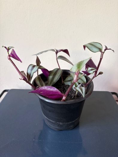 Tradescantia plant
