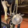 Relief Milking Image 2
