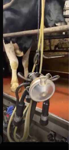 Relief Milking