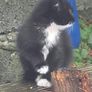 kittens for adoption Image 5