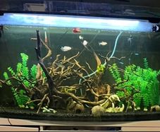 Large Fish Tank