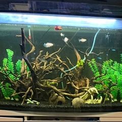 Large Fish Tank
