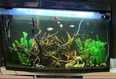 Large Fish Tank