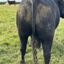 3yr Old Organic Angus Stock Bull Image 3