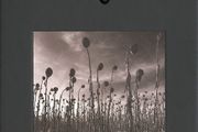 Dead Can Dance - ANASTASIS    {SE Deluxe Set}
