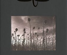 Dead Can Dance - ANASTASIS    {SE Deluxe Set}