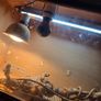 Bearded Dragon & Enclosure Adoption Image 5