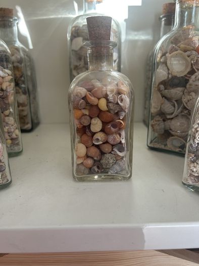 Sea shells in bottles