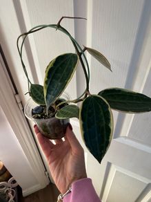 Rare houseplant Hoya Latifolia Albomarginata