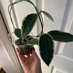 Rare houseplant Hoya Latifolia Albomarginata