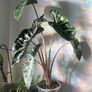 Baby Alocasia Pink Dragon (Elephant Ear) Image 3