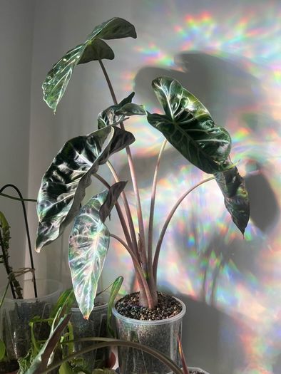 Baby Alocasia Pink Dragon (Elephant Ear)