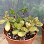2 Jade Plants Image 4