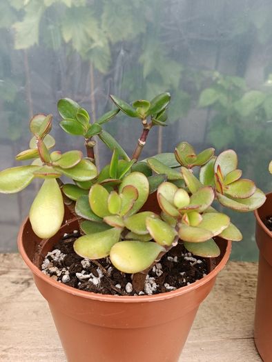 2 Jade Plants