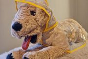 dog cloth