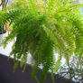 indoor plants Image 2