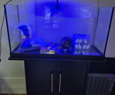 100ltr fish tank and accessories