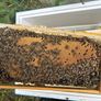 2027, Nucs Of Bees, Full Bee Hives Image 7