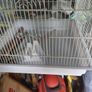 Bird Cage Image 2