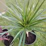 Plants Image 3