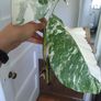 monstera albo Image 6