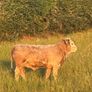 Cattle Image 6