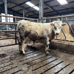Bull weaning