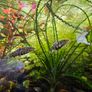 2 yoyo loaches Image 3