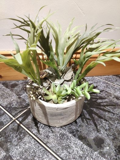 seculent pot