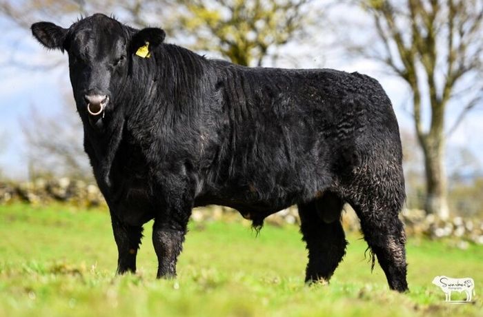 Purebred Angus bulls