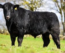 Purebred Angus bulls
