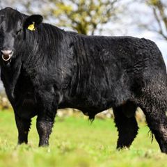Purebred Angus bulls