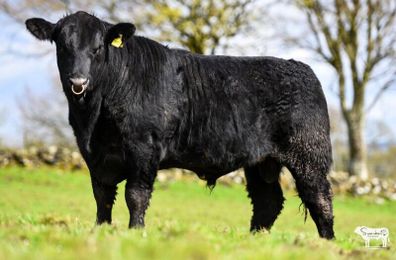 Purebred Angus bulls