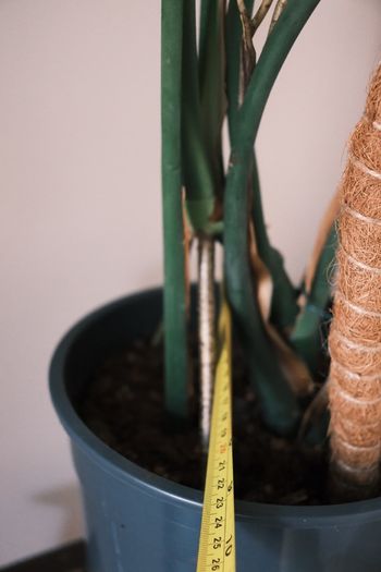 Large Houseplant Collection: 4 Monsteras, Rubber Tree & Giant Bird of Paradise