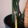 Mature Monstera in 25cm Nursery Pot Image 2