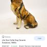 Vintage Rough Collie Dog Image 10
