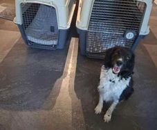 Pet Crate x 2